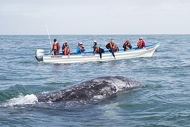 California gray whale calf (Eschrichtius robustus), with whale watchers in San Ignacio Lagoon, Baja California Sur, Mexico, North America