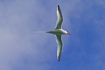 Red-billed tropicbird (Phaethon aethereus), Punta Pitt, San Cristobal Island, Galapagos Islands, UNESCO World Heritage Site, Ecuador, South America