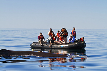 Sperm whale (Physeter macrocephalus) near zodiac, Isla San Pedro Martir, Gulf of California (Sea of Cortez), Baja California Norte, Mexico, North America