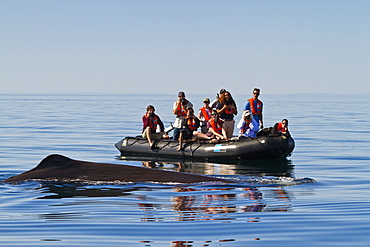 Sperm whale (Physeter macrocephalus) near zodiac, Isla San Pedro Martir, Gulf of California (Sea of Cortez), Baja California Norte, Mexico, North America