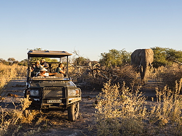 African elephant (Loxodonta africana), as seen from game drive vehicle in the Okavango Delta, Botswana, Africa