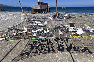 Shark fins drying in the sun, Gulf of California (Sea of Cortez), Baja California Sur, Mexico, North America