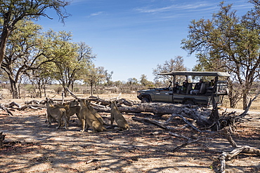 Lion pride (Panthera leo), resting near safari vehicle in Chobe National Park, Botswana, Africa