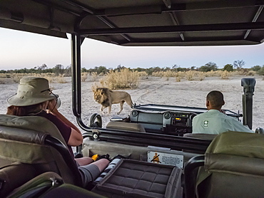 Male lion (Panthera leo) walking near safari vehicle in the Okavango Delta, Botswana, Africa