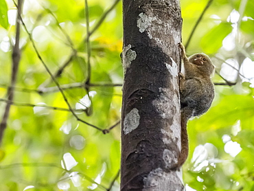 Adult pygmy marmoset (Cebuella pygmaea), Lake Clavero, Amazon Basin, Loreto, Peru, South America