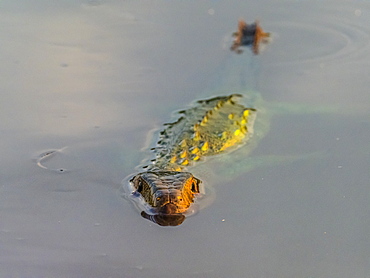 Adult northern caiman lizard (Dracaena guianensis), swimming the Rio Yanayacu, Amazon Basin, Loreto, Peru, South America