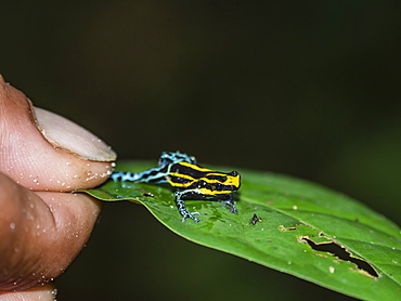 An adult Amazonian poison frog (Dendrobates ventrimaculatus), on the Maranon River, near Iquitos, Peru, South America