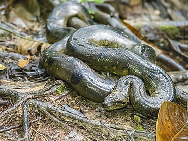 An adult green anaconda (Eunectes murinus), Maranon River, Amazon Basin, Loreto, Peru, South America