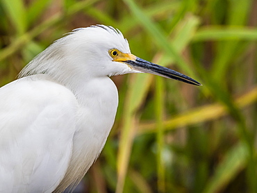 An adult snowy egret (Egretta thula), Belluda Cano, Amazon Basin, Loreto, Peru, South America