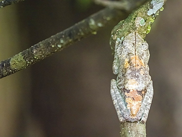 An adult gladiator treefrog (Hypsiboas boans) near Clavero Lake, Amazon Basin, Loreto, Peru, South America