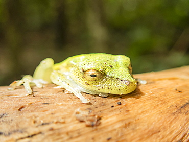 An adult rough-skinned green treefrog (Hyla granosa), on the Maranon River, Nauta, Peru, South America