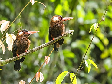 A pair of white-eared jacamars (Galbalcyrhynchus leucotis), Pacaya River, Pacaya Samiria Reserve, Loreto, Peru, South America