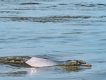 Adult Amazon pink river dolphin (Inia geoffrensis), Yanayacu Lake, Pacaya-Samiria Reserve, Loreto, Peru, South America