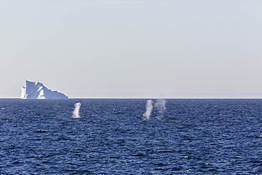 Fin whales (Balaenoptera physalus), Vikingbukta, Northeast Greenland, Polar Regions