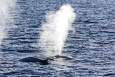 Fin whales (Balaenoptera physalus), Vikingbukta, Northeast Greenland, Polar Regions