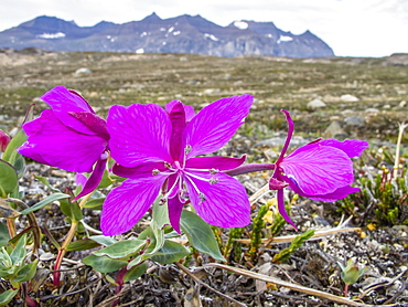 Dwarf fireweed (river beauty willowherb) (Chamerion latifolium), Heckla Haven, Northeast Greenland, Polar Regions