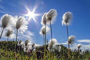 Arctic cottongrass (Eriophorum callitrix), Heckla Haven, Northeast Greenland, Polar Regions