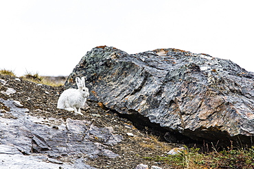 Adult Arctic hare (Lepus arcticus), Blomsterbugten (Flower Bay), Kong Oscar Fjord, Northeast Greenland, Polar Regions