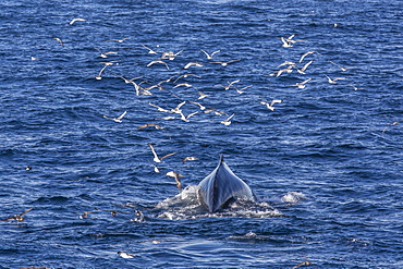 Humpback whale (Megaptera novaeangliae), Vikingbukta, Northeast Greenland, Polar Regions