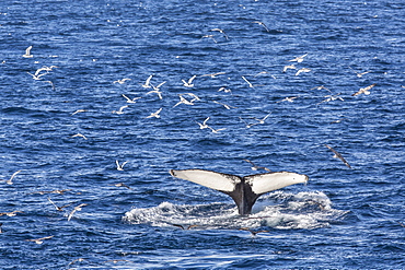 Humpback whale (Megaptera novaeangliae), Vikingbukta, Northeast Greenland, Polar Regions