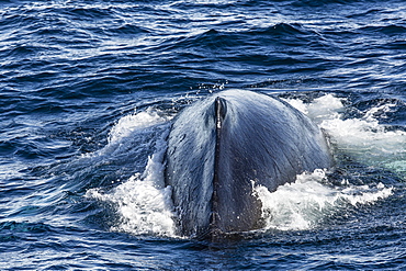 Humpback whale (Megaptera novaeangliae), Vikingbukta, Northeast Greenland, Polar Regions