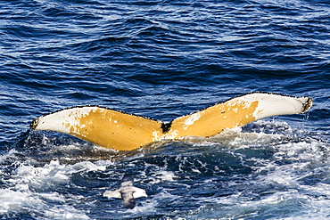 Humpback whale (Megaptera novaeangliae), Vikingbukta, Northeast Greenland, Polar Regions