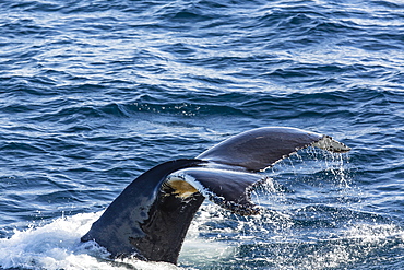 Humpback whale (Megaptera novaeangliae), Vikingbukta, Northeast Greenland, Polar Regions