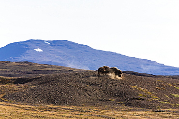 Muskox bulls (Ovibos moschatus), Myggebukta (Mosquito Bay), Christian X's Land, Northeast Greenland, Polar Regions