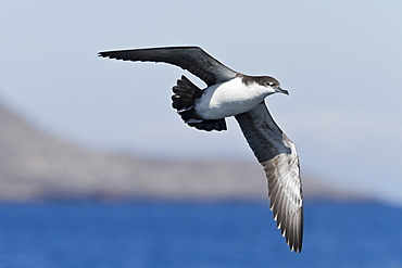 Galapagos shearwater (Puffinus subalaris), Punta Pitt, San Cristobal Island, Galapagos Islands, UNESCO World Heritage Site, Ecuador, South America