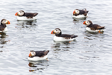 Atlantic puffins (common puffins) (Fratercula arctica), Flatey Island, Iceland, Polar Regions