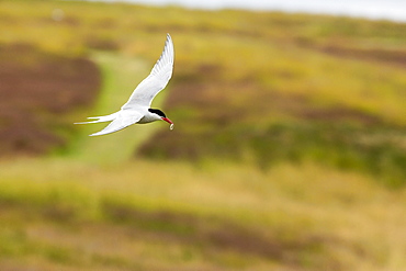 Adult arctic tern (Sterna paradisaea) returning to chick with small fish, Flatey Island, Iceland, Polar Regions