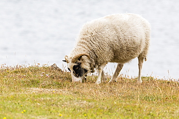 Domesticated sheep (Ovis aries), Flatey Island, Iceland, Polar Regions