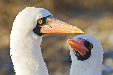 Nazca booby (Sula grantii), Punta Suarez, Santiago Island, Galapagos Islands, UNESCO World Heritage Site, Ecuador, South America