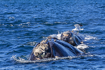 Southern right whale (Eubalaena australis) calf being fed upon by kelp gull (Larus dominicanus), Golfo Nuevo, Peninsula Valdes, Argentina, South America