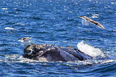 Southern right whale (Eubalaena australis) being fed upon by kelp gull (Larus dominicanus), Golfo Nuevo, Peninsula Valdes, Argentina, South America