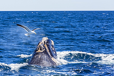 Southern right whale (Eubalaena australis) calf being harassed by kelp gull (Larus dominicanus), Golfo Nuevo, Peninsula Valdes, Argentina, South America