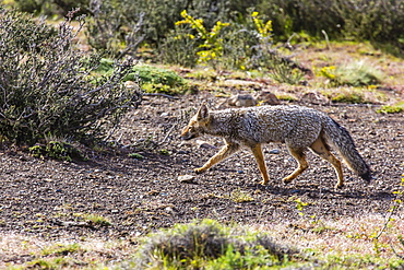 Adult Patagonian gray fox (Lycalopex griseus), Torres del Paine, Chile, South America