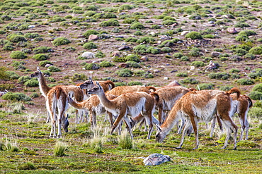 Adult guanacos (Lama guanicoe), Torres del Paine National Park, Patagonia, Chile, South America