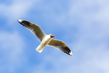 Adult brown-hooded gull (Larus maculipennis), Puerto Pyramides, Peninsula Valdes, Argentina, South America