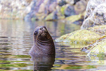 South American sea lion (Otaria flavescens) bull, Seno Agostini Fjord, Strait of Magellan, Patagonia, Chile, South America