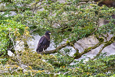 Adult striated caracara (Phalcoboenus australis), Seno Agostini Fjord, Strait of Magellan, Patagonia, Chile, South America