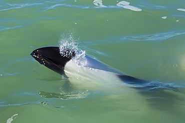 Adult Commerson's dolphin (Cephalorhynchus commersonii), Rio Deseado, Puerto Deseado, Santa Cruz, Patagonia, Argentina, South America