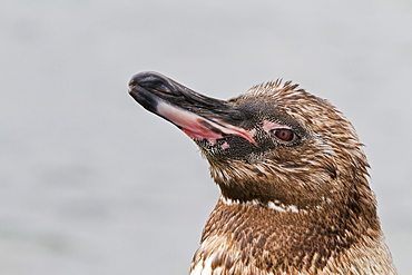 Juvenile Galapagos penguin (Spheniscus mendiculus), Fernandina Island, Galapagos Islands, UNESCO World Heritage Site, Ecuador, South America