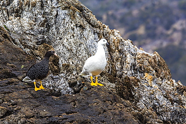 Breeding pair of kelp geese (Chloephaga hybrida), Wildlife Conservation Society Preserve of Karukinka, Strait of Magellan, Chile, South America