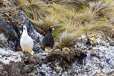 Breeding pair of kelp geese (Chloephaga hybrida), Wildlife Conservation Society Preserve of Karukinka, Strait of Magellan, Chile, South America