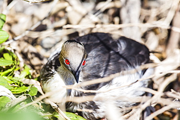 Adult silvery grebe (Podiceps occipitalis), Puerto Madryn, Patagonia, Argentina, South America