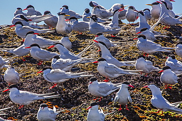 South American terns (Sterna hirundinacea) near Rio Deseado, Puerto Deseado, Santa Cruz, Patagonia, Argentina, South America