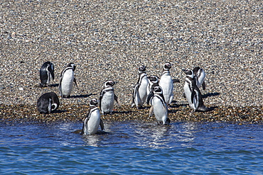 Adult Magellanic penguins (Spheniscus magellanicus), Puerto Deseado, Patagonia, Argentina, South America