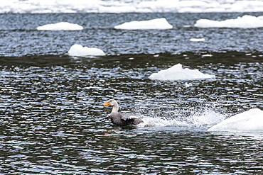 Adult female Magellanic flightless steamer-duck (Tachyeres pteneres), Wildlife Conservation Society Preserve of Karukinka, Strait of Magellan, Chile, South America