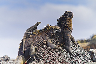 Galapagos marine iguana (Amblyrhynchus cristatus), Fernandina Island, Galapagos Islands, UNESCO World Heritage Site, Ecuador, South America